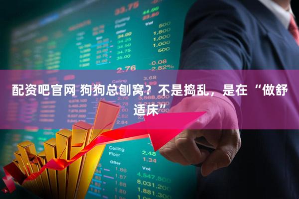 配资吧官网 狗狗总刨窝？不是捣乱，是在 “做舒适床”