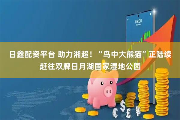 日鑫配资平台 助力湘超！“鸟中大熊猫”正陆续赶往双牌日月湖国家湿地公园
