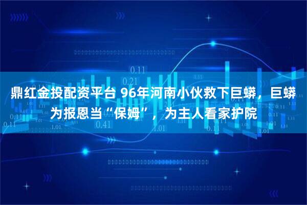 鼎红金投配资平台 96年河南小伙救下巨蟒，巨蟒为报恩当“保姆”，为主人看家护院